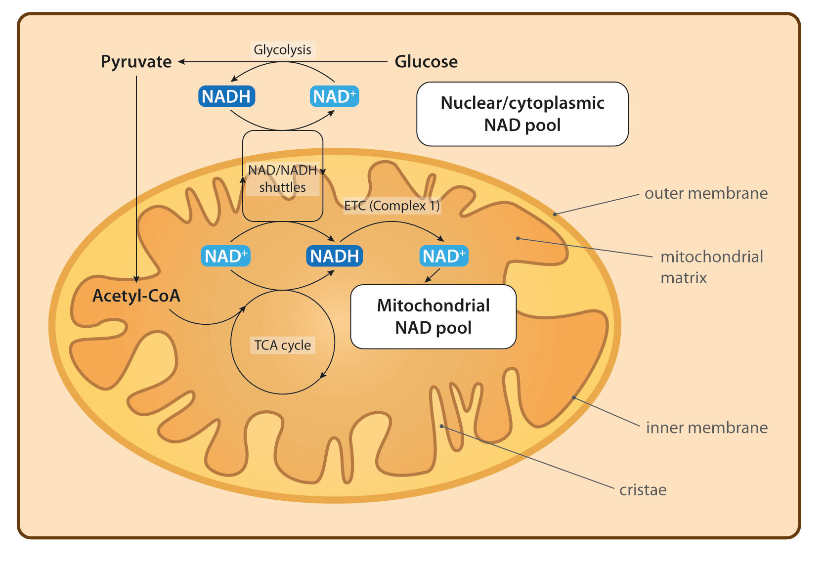 monitoring-the-skin-nadh-changes-during-ischaemia-and-reperfusion-in